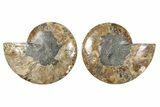 Cut & Polished Ammonite Fossil - Madagascar #379117-1